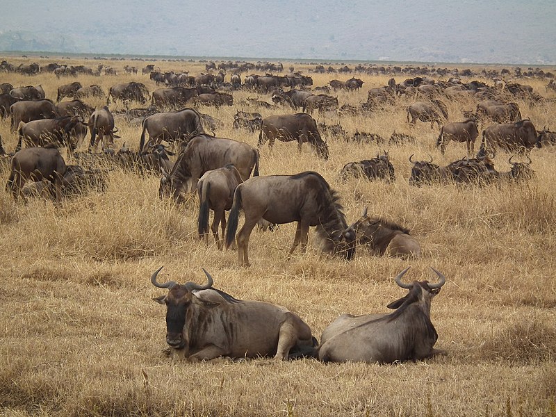 A large herd of gnus in Tanzania